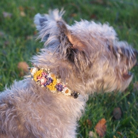 SMALL Leather Dog Collar Dried Flowers Wedding