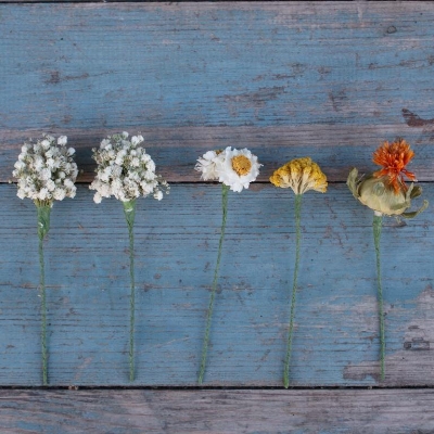 Sunset Dried Flower Wired Stems Set of 5