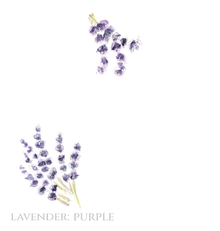 Pack of 12 Lavender Save the Date Wedding Cards