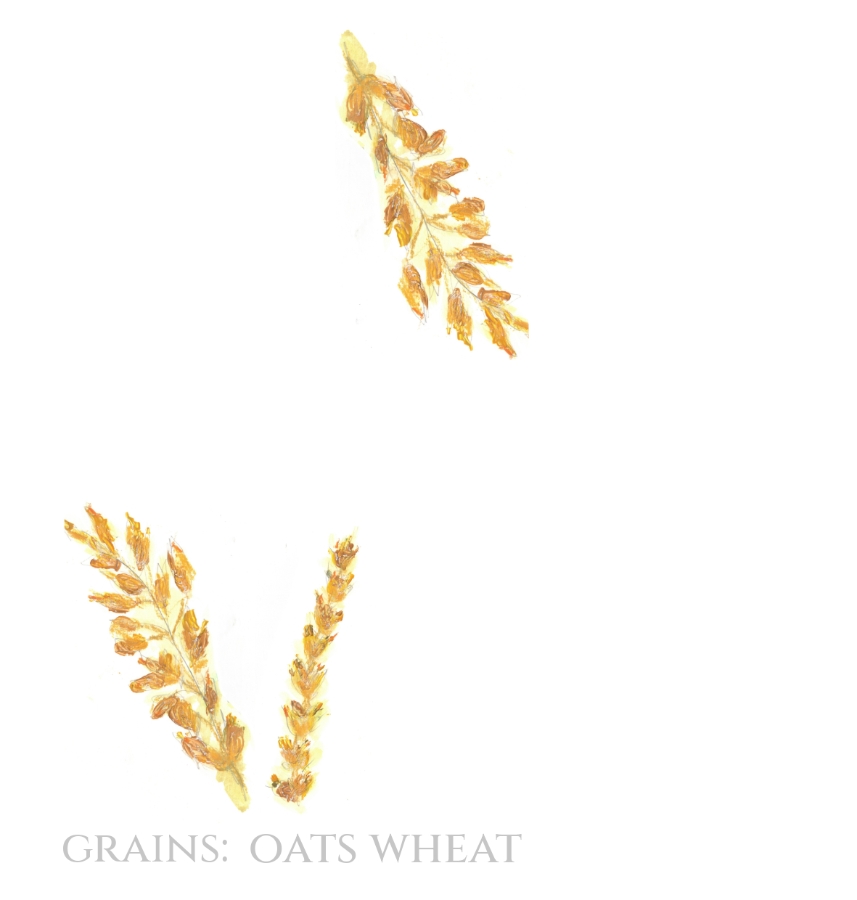 Pack of 12 Grains Wheat Oats RSVP Cards