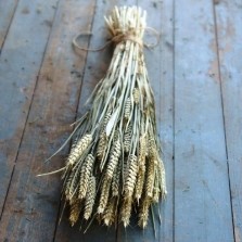 Dried Wheat Bunch