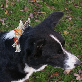 MEDIUM Leather Dog Collar Dried Flowers Wedding