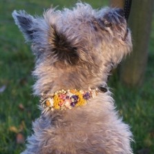 SMALL Leather Dog Collar Dried Flowers Wedding