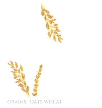 Pack of 12 Grains Wheat Oats Save the Date Wedding Cards