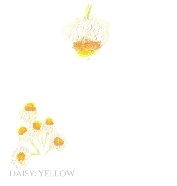 Pack of 12 Daisy Ammobium Save the Date Wedding Cards