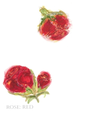 Pack of 12 Rose Red RSVP Cards