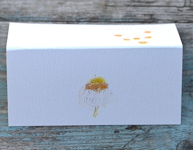 Pack of 12 Daisy Ammobium Folded Place Name Cards